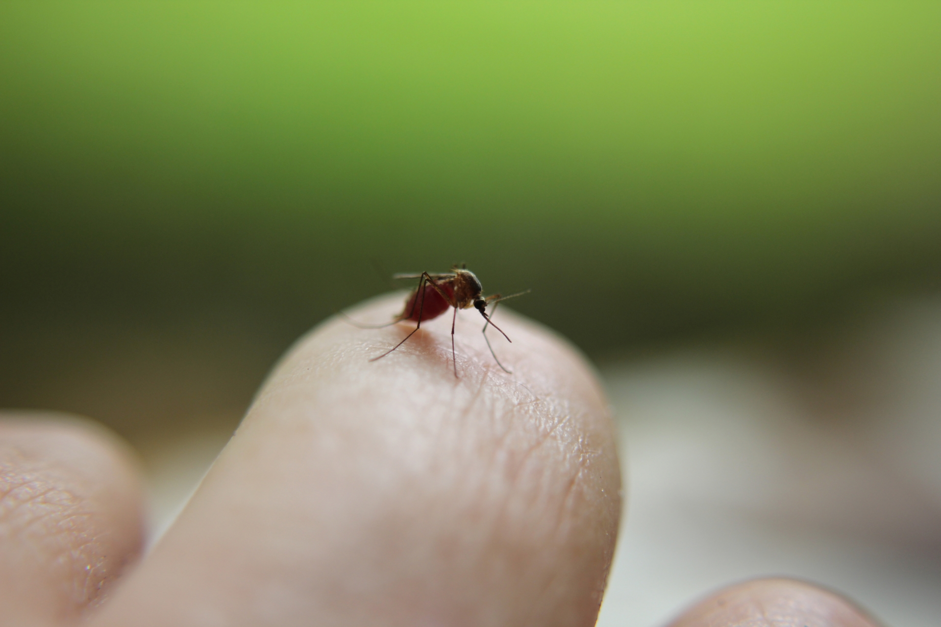 虫刺されで腫れを引き起こす有害生物